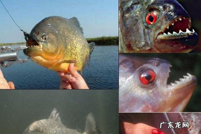 地球十大恐怖生物 看到它们记得远离