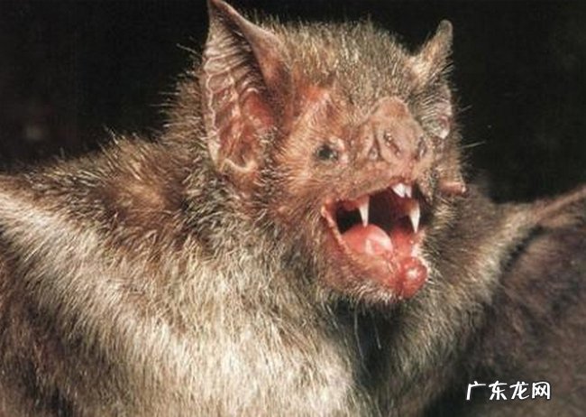 地球十大恐怖生物 看到它们记得远离