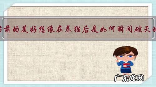 养猫前的美好想像在养猫后是如何瞬间破灭的?