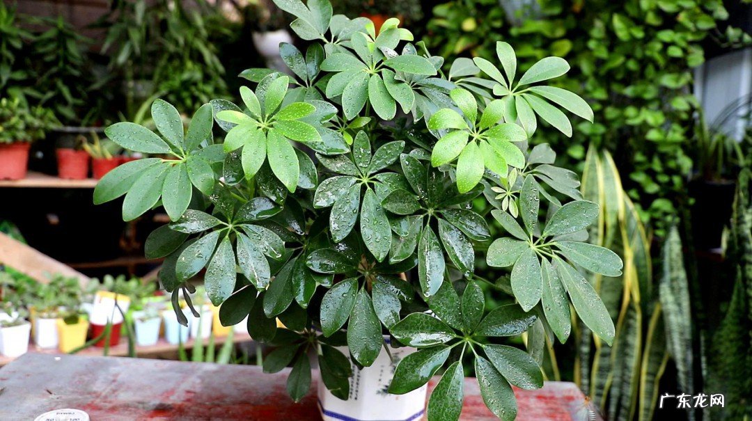 怎么修剪鸭掌木