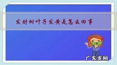 发财树叶子发黄是怎么回事？该怎么办？