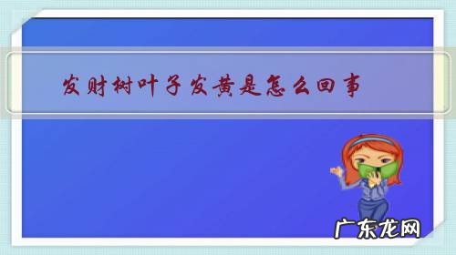 发财树叶子发黄是怎么回事？该怎么办？
