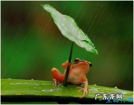 世界上最可怜的青蛙，打伞的树蛙饱受摄影师摆拍虐待