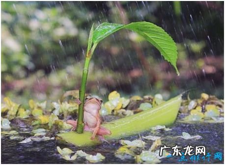 世界上最可怜的青蛙，打伞的树蛙饱受摄影师摆拍虐待