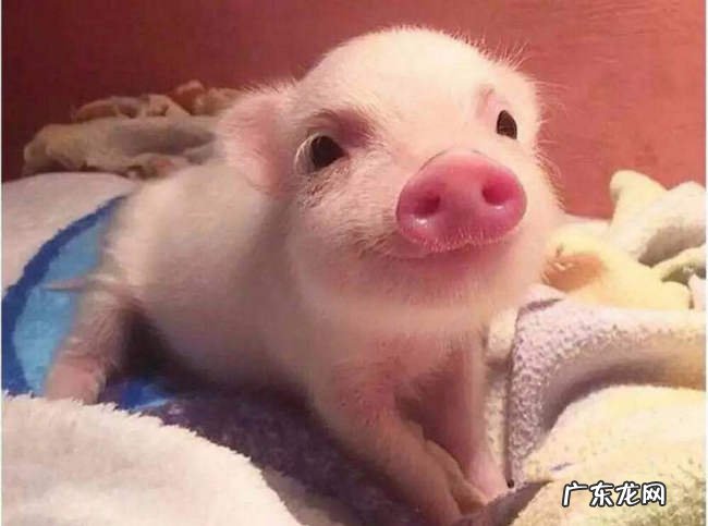 世界上最聪明的10种动物 猪居然都上榜了