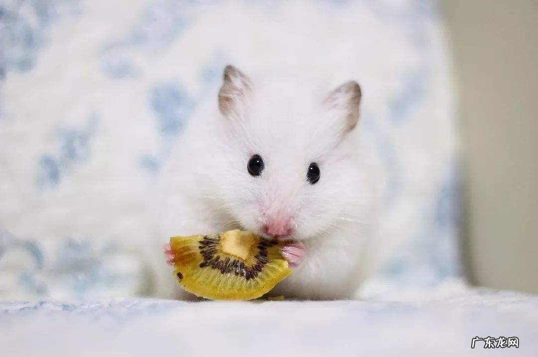 家里养兔子为啥不吉利