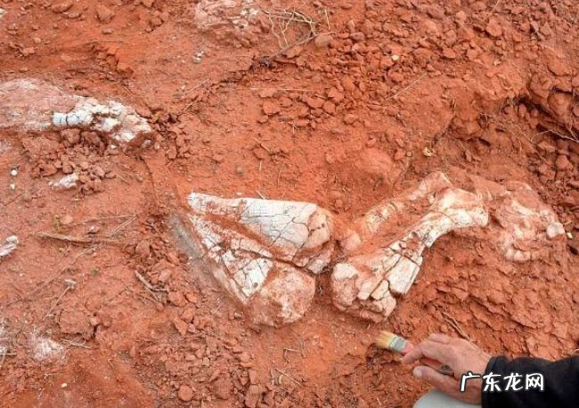世界上最早的巨型恐龙遗骸出土 来自2亿年前重约10吨