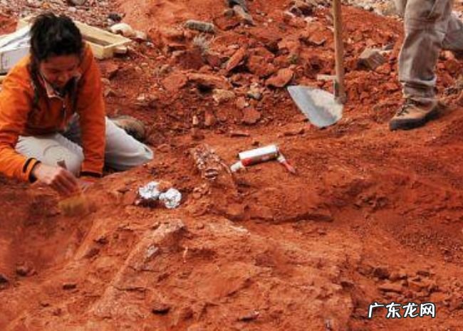 世界上最早的巨型恐龙遗骸出土 来自2亿年前重约10吨