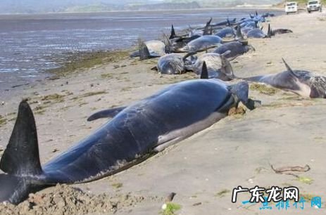 世界上十大动物大规模死亡事件 最离奇的死因