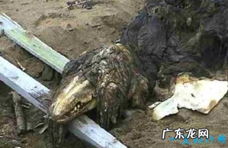 世界上十大动物大规模死亡事件 最离奇的死因