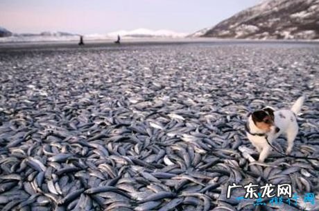 世界上十大动物大规模死亡事件 最离奇的死因