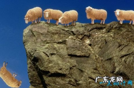 世界上十大动物大规模死亡事件 最离奇的死因