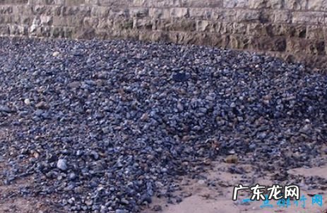 世界上十大动物大规模死亡事件 最离奇的死因