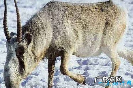 世界上十大动物大规模死亡事件 最离奇的死因