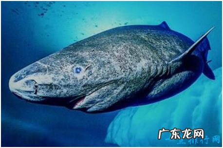 世界上最长寿的鲨鱼,格陵兰睡鲨寿命可达400岁