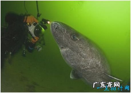 世界上最长寿的鲨鱼,格陵兰睡鲨寿命可达400岁