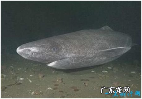 世界上最长寿的鲨鱼,格陵兰睡鲨寿命可达400岁