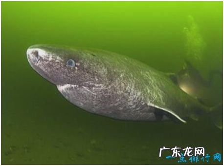 世界上最长寿的鲨鱼,格陵兰睡鲨寿命可达400岁