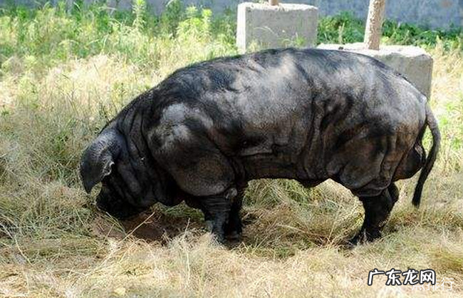 中国十大本土猪品种排名 中国什么品种猪最好