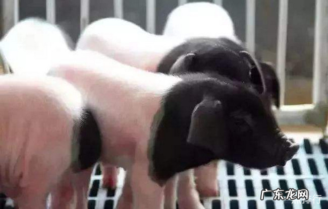 中国十大本土猪品种排名 中国什么品种猪最好