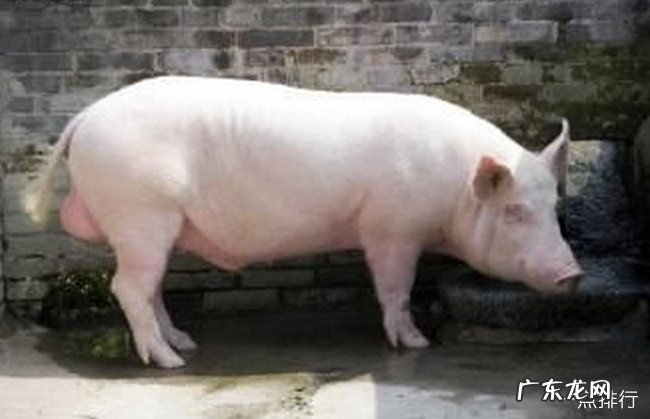 中国十大本土猪品种排名 中国什么品种猪最好