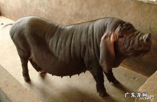 中国十大本土猪品种排名 中国什么品种猪最好