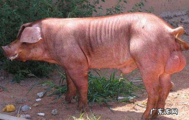 中国十大本土猪品种排名 中国什么品种猪最好