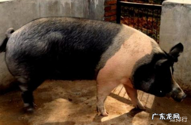 中国十大本土猪品种排名 中国什么品种猪最好