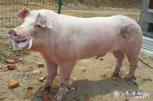 中国十大本土猪品种排名 中国什么品种猪最好