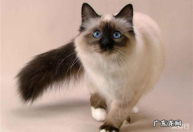 美国十大畅销猫品种 斯芬克斯排名第一