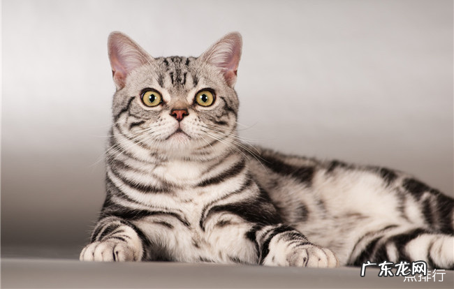 美国十大畅销猫品种 斯芬克斯排名第一