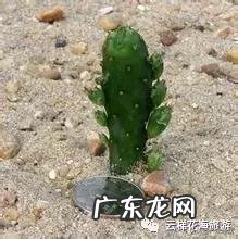 多肉摇钱树怎么养？