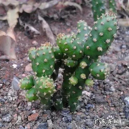 多肉摇钱树怎么养？