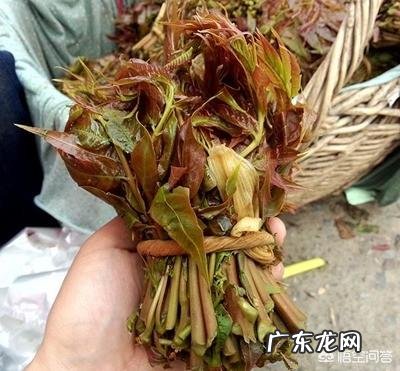 吃香椿有什么禁忌吗？