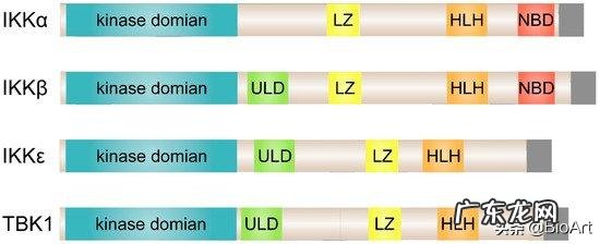 研究炎症和肿瘤需要的NF-κB通路是什么