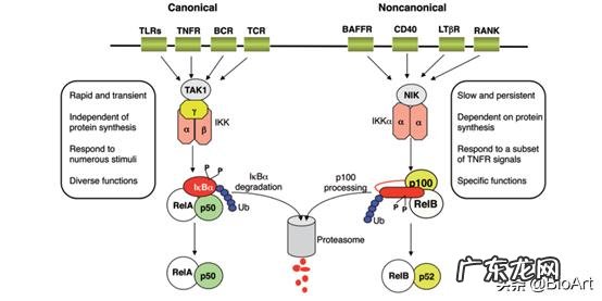 研究炎症和肿瘤需要的NF-κB通路是什么
