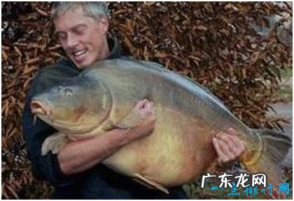 世界上最奇特的鱼,镜子鱼全身晶莹透亮,被当作镜子使用