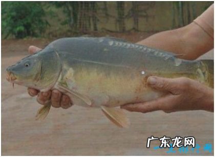 世界上最奇特的鱼,镜子鱼全身晶莹透亮,被当作镜子使用