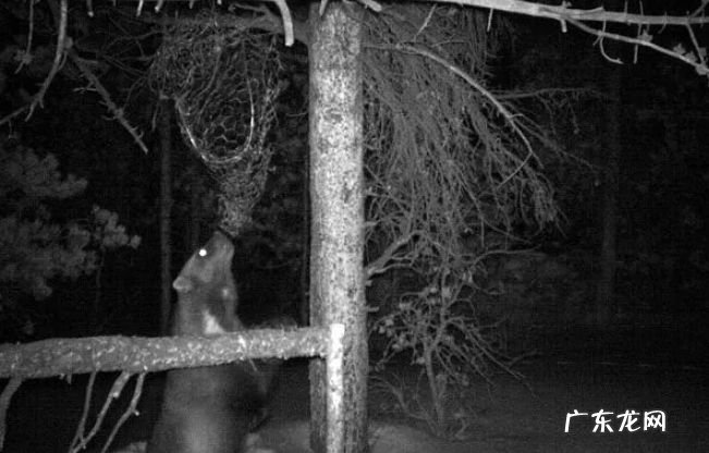 关于狼獾的十大有趣事实 了解一下你所不知道的狼獾