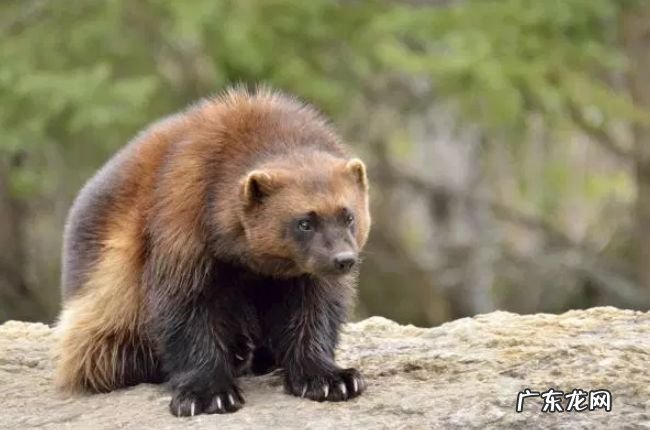 关于狼獾的十大有趣事实 了解一下你所不知道的狼獾