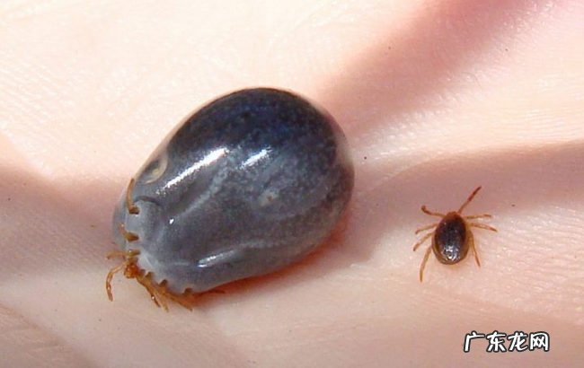 世界上十大最恶心的寄生虫 非常恶心恐怖