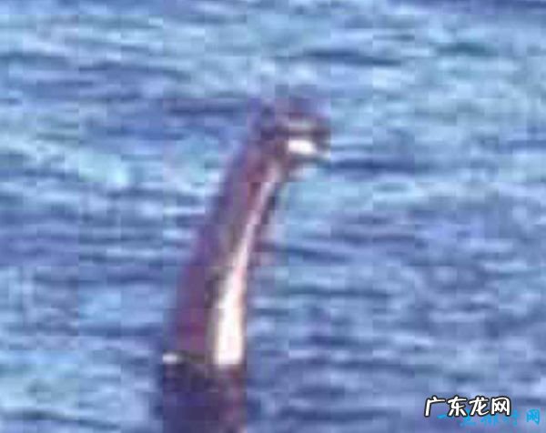世界十大水怪 震惊世界的水怪之谜