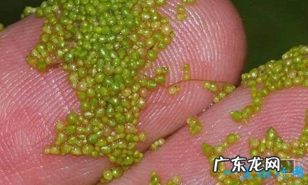 世界上最小的花 芜萍要借助显微镜看