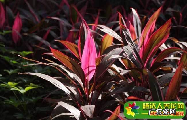 朱蕉的风水禁忌