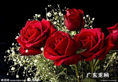 100朵玫瑰花的花语是什么