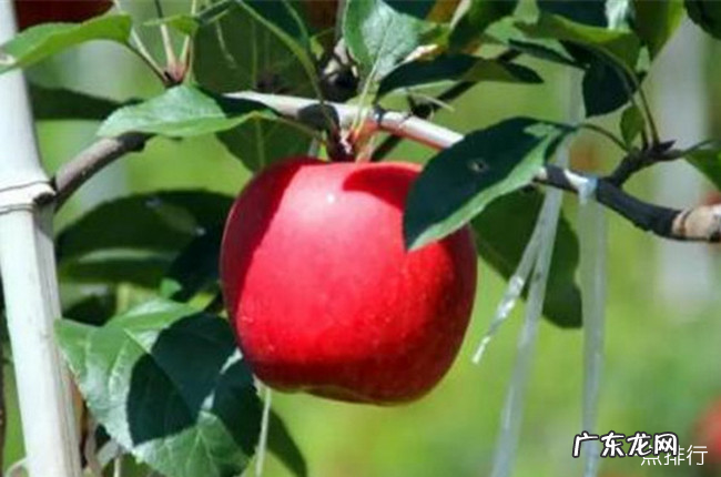 贵州十大特产 贵州特产有哪些土特产