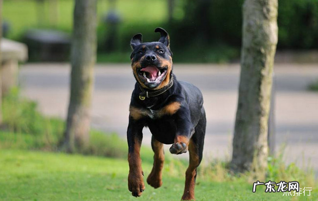 大型宠物狗的品种名称大全 适合家养的大型犬排名