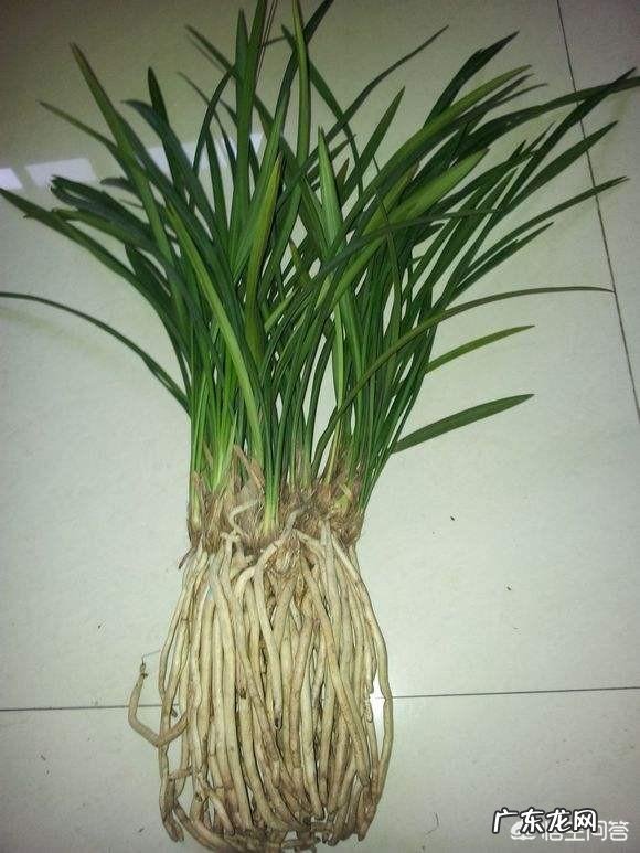 种植兰花用什么土最好?