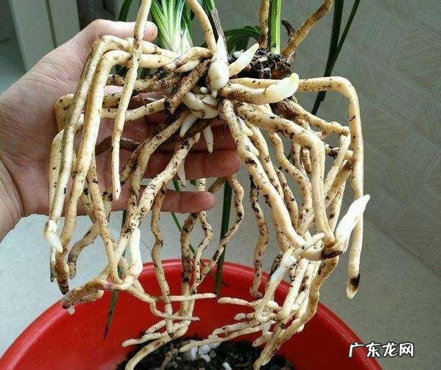 种植兰花用什么土最好?