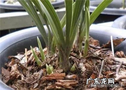 种植兰花用什么土最好?